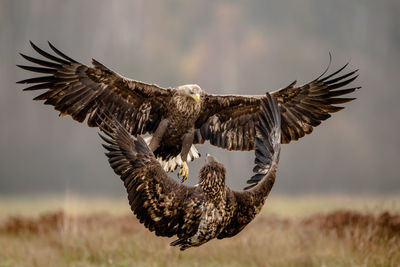 Birds flying on land