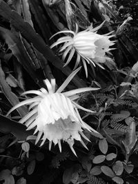Close-up of flowers blooming outdoors