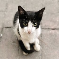 Close-up portrait of cat