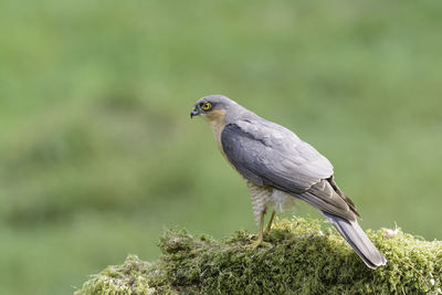 Sparrow hawk, accipiter nisus, perched on a lichen covered log, side on view