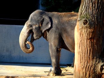 Side view of elephant in zoo