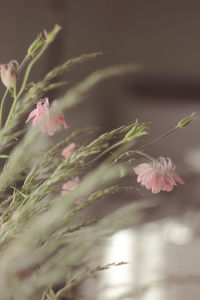 Close-up of pink flowering plant