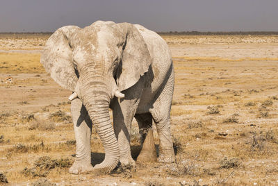 Elephant standing on a land