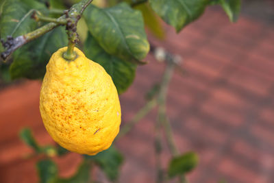 Close-up of fruit growing on tree