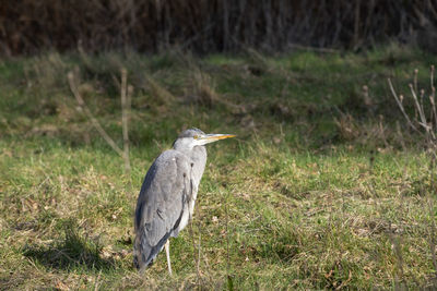 Gray heron perching on a field