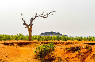 Trees on field against clear sky