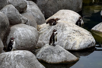 View of ducks on rock by lake