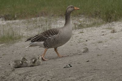 Duck walking on a field