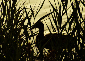 Close-up of silhouette plants against sunset sky