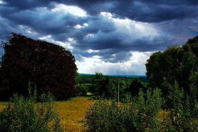 Plants on field against sky