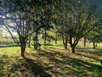 Trees in park