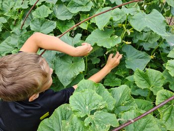 Boy picks a cucumber in the garden
