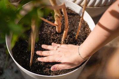 A young woman repotting a plant