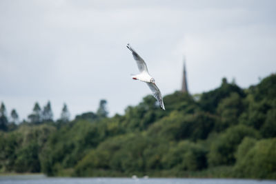 Seagull flying against sky