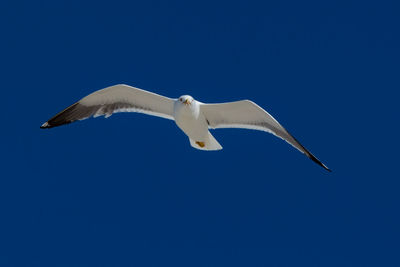 Seagull seen from below with blue sky