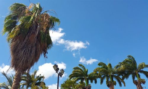 Low angle view of palm trees against blue sky