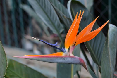 Close-up of orange flower