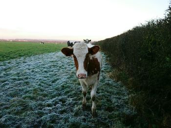 Cow standing on field against sky