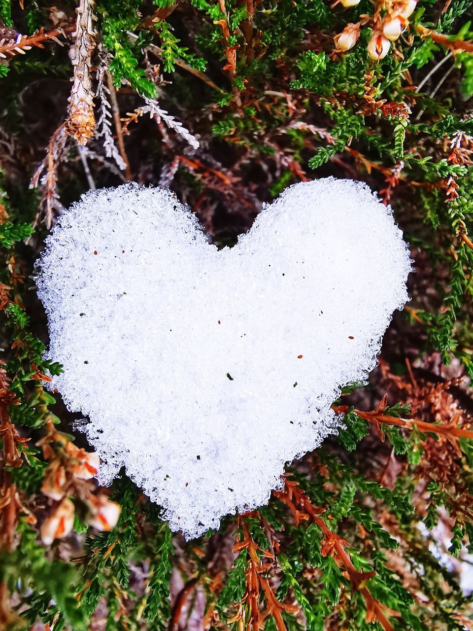 CLOSE-UP OF HEART SHAPE ON SNOW COVERED LAND