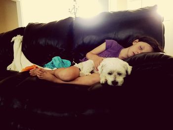 Dog lying on sofa