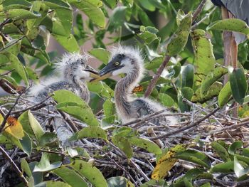 Juvenile great blue herons in their nest