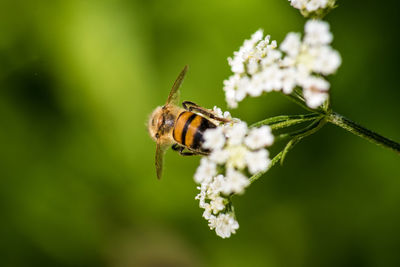 Close-up of bee pollinating on flower