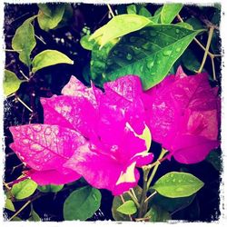 Close-up of pink flower