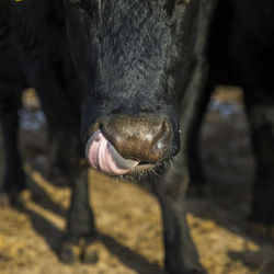 Close-up of cow