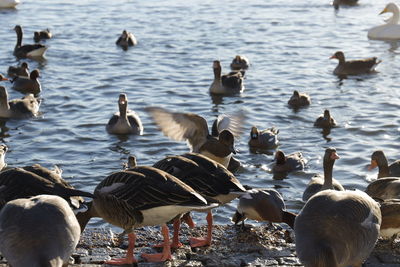 Birds in lake