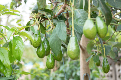 Low angle view of fruit growing on tree