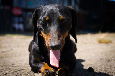 Close-up portrait of black dog