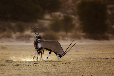 Deer standing on field