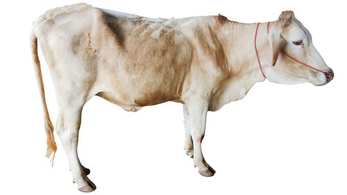 Horse standing against white background