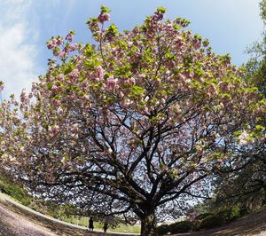 Low angle view of tree against sky