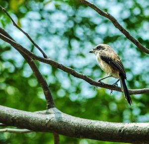 Low angle view of bird perching on branch