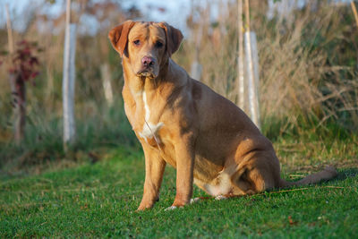 Portrait of dog looking away on field