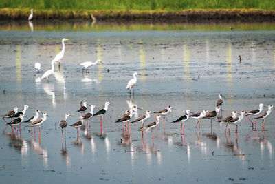 Flock of seagulls perching on lake