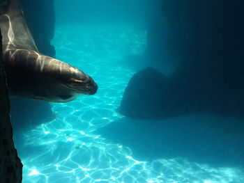 Close-up of jellyfish swimming in water