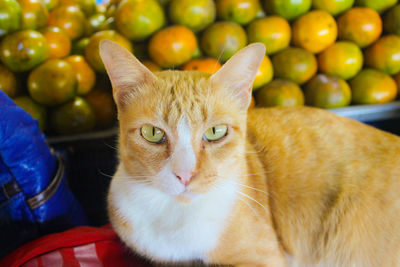 Portrait of cat sitting against oranges fro sale