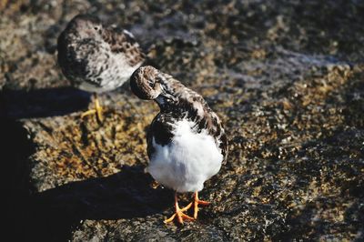 Close-up of bird on rock