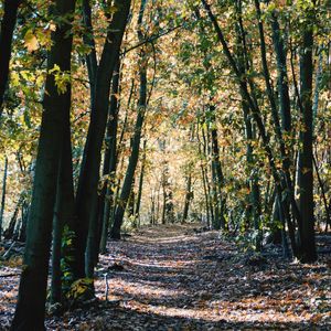 Footpath passing through forest