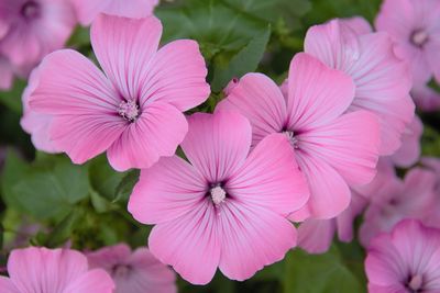 Close-up of pink flowering plants in park