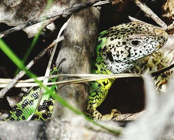 Close-up of ocellated lizard