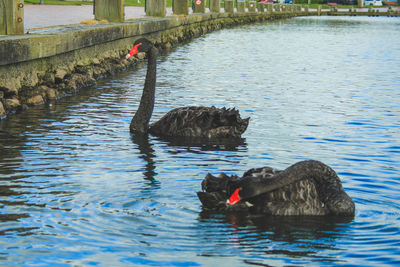 Swan swimming in lake