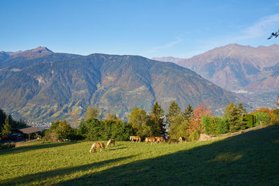 View of sheep grazing in field