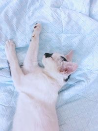 High angle view of cat resting on bed