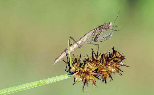 Close-up of insect perching on plant