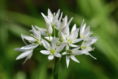 Close up of a ramson flower in bloom