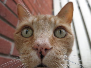 Close-up portrait of cat