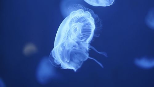 Close-up of jellyfish swimming in sea